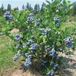 بذر گیاه بلوبری رقم بلوکراپ (Bluecrop Blueberry)