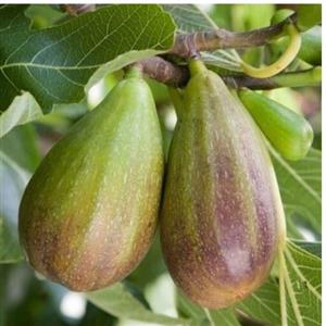 نهال انجیر گلابی پیوندی موجود در نهالستان  ساقه طلا حداقل ارسال 4 عدد