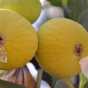 نهال انجیر زرد ترکیه پیوندی موجود در مجموعه نهالستان ساقه طلا.حداقل ارسال  4 عدد