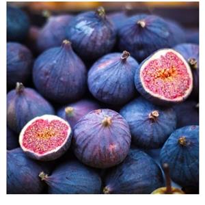 نهال انجیر سیاه پیوندی در نهالستان ساقه طلا(حداقل ارسال  4 عدد)