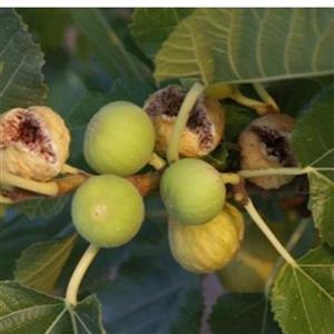 نهال انجیر دیمی در نهالستان ساقه طلا .حداقل ارسال  4عدد