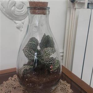 تراریوم  مدل آلیس
