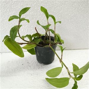 گیاه برگ بیدی سبز  گلدان سایز8