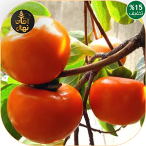 نهال خرمالو سیبی