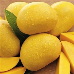 نهال انبه زرد (سایز کوچک) کیفیت معمولی