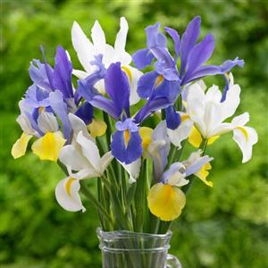 گل و غنچه زنبق(10شاخه الوان طبیعی)
