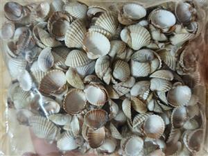 صدف کفه ای ریز ۲۰۰ گرمی