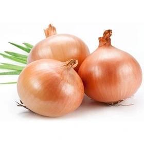 پیاز زرد ریز کشت کالا 