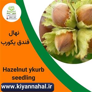 نهال فندق یکورب
