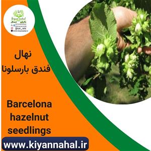 نهال فندق بارسلونا