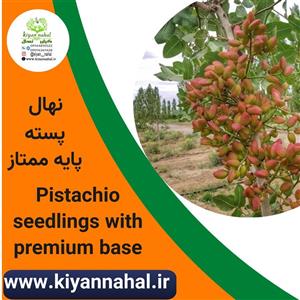 نهال پسته پایه ممتاز