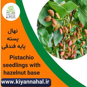 نهال پسته پایه فندقی