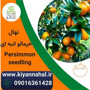 نهال خرمالو انبه ای