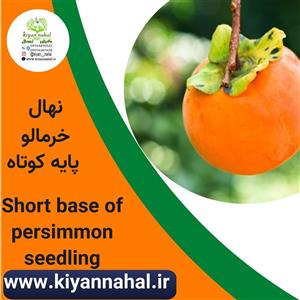 نهال خرمالو پایه کوتاه