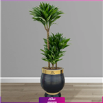 دراسنا کامپکت سایز بزرگ با گلدان فایبرگلاس لوکس VIP (decorative plants)