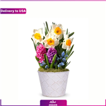 گلدان Daffodil Sunshine Bulb Garden (ارسال گل به امریکا)