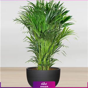 نخل کنتیا سایز غول پیکر با گلدان فایبر گلاس special plant 