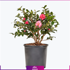 گل گلدانی کاملیا