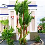 بذر نخل موم سرخ (رژلبی) Lipstick palm (Cyrtostachys renda)