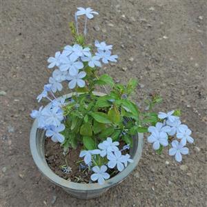 یاس اسرائیلی یا یاس آبی گیاه باغ و باغچه ای رونده یکی از انواع یاس