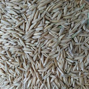 جو دو سر 100 گرمی