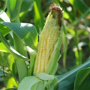 نشاسته ذرت200گرمی