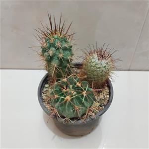 گلدان گل کاکتوس