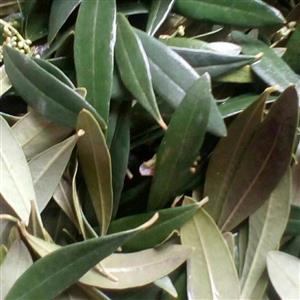 برگ زیتون درجه یک تازه