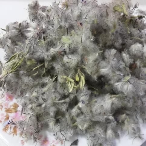 چای کوهی فله ای