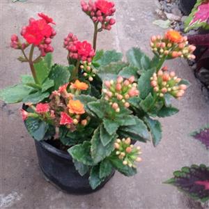 گل کالانکوا (کالانکوئه) پک 3 عددی
