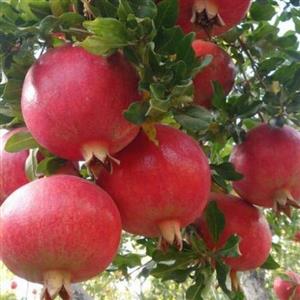 نهال انار دانه سیاه هیبرید ( دو ساله ) کیفیت درجه یک_ رو بار