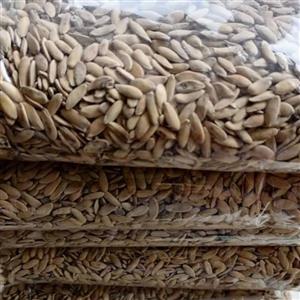 تخمه خربزه مشهدی(بوداده شده)