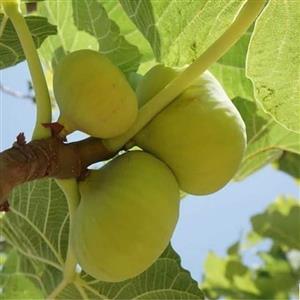 نهال انجیر زرد سه فصل ( دو ساله ) کیفیت درجه یک_ رو بار