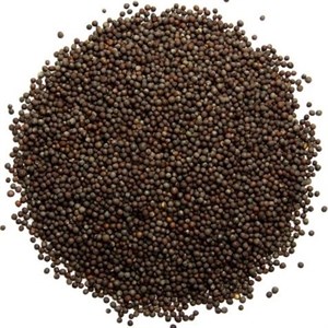 خردل سیاه فله