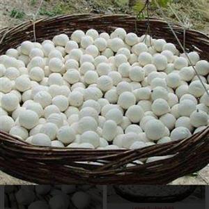 کشک محلی کد 120