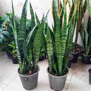 گیاه سانسوریا سبز سطل 7 پر هزینه ی ارسال به عهده ی مشتری عزیز