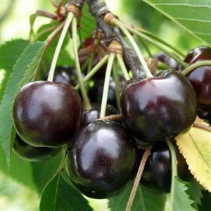 نهال گیلاس تک دانه مشهد پیوندی ( دو ساله ) کیفیت درجه یک_ رو بار