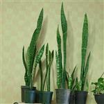 سانسوریا (Sansevieria) یا شمشیری یا نیزه ای که در انگلیس گاهی به آن زبان مادر شوهر (Mother in lows tongue ) می گویند .