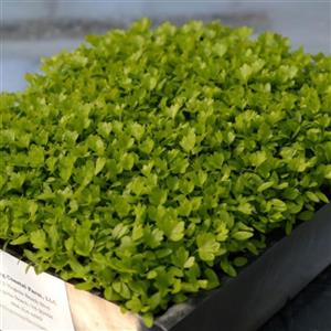 بذر  میکروگرین کرفس 20 گرمی