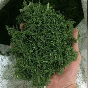 شوید خشک پاک شده تازه نیم کیلویی