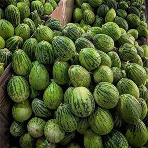بذر کمبوزه 10 عددی