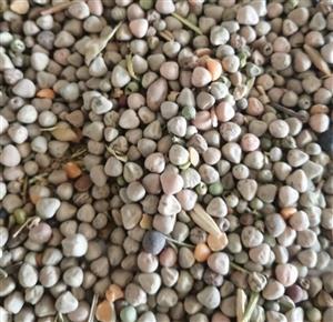 گاودانه گاو دانه 300گرمی