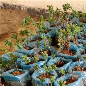 گل شمشاد جنگلی یا ترون بدون گلدان 100بوته با طول متوسط20سانتی متر و وزن  همراه با خاک 1کیلوگرم بارنگ سبز پزررنگ