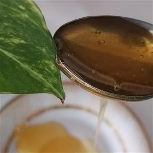 عسل طبیعی درجه یک عناب و زرشک خراسان جنوبی بیرجند ارگانیک 