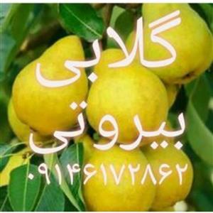 انواع نهال گلابی(ارسال کمتر از 5 عدد امکان ندارد )
