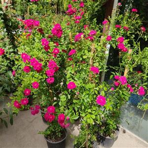 نسترن رونده گیاه گلدار باغچه ای با گل های صورتی