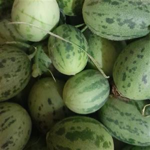 ترشی ابوجهل (700گرمی)