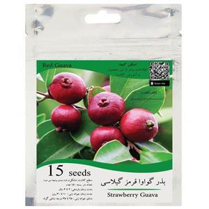 بذر میوه گواوا قرمز گیلاسی توت فرنگی بسته 15 عددی گلس گاردن