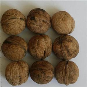  گردو بومی(بدون شکسته و کمترین مغز سیاه و پوک ممکن-طعم دار تره ،غیر تراریخته)-قیمت مناسب( تولید کننده ایم)