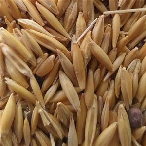 جو دو سر 100 گرم